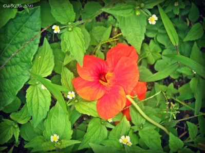 Flowers in Eve's Garden