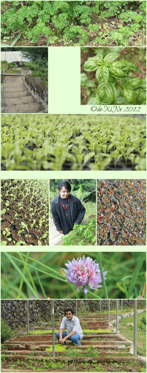 Eve's Garden 2012 Getting to know lettuce and lettuce-lings, basil, parsley, chives, etc. at Eve's Garden