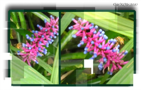 Chocolate de Batirol 2010 Chocolate de Batirol flowers