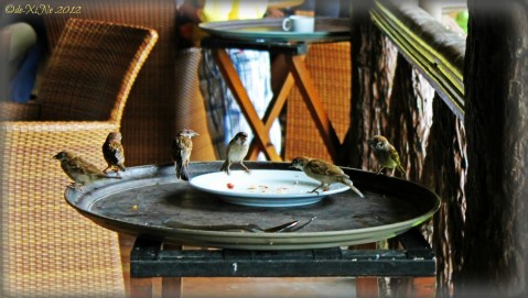 Birds having their own breakfast buffet at BCC