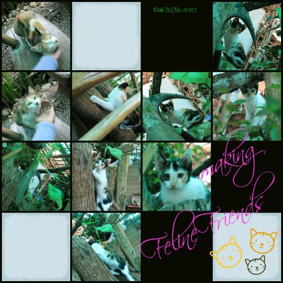 Chocolate de Batirol 2012 Chocolate de Batirol feline residents