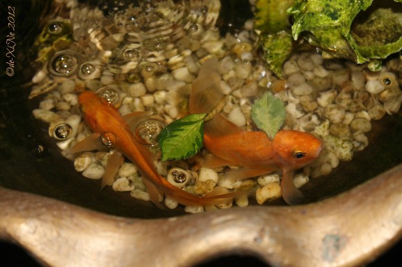 Kape Umali 2012 Kape Umali mascots - the fish