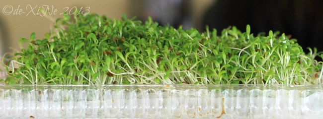 Cafe de Angelo 2013 Cafe de Angelo alfalfa sprouts