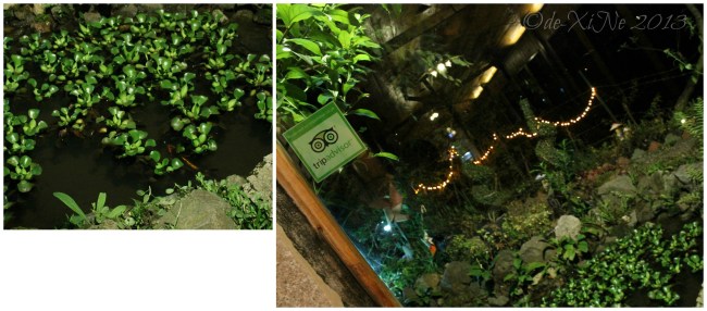 Secret Garden 2013 Secret Garden pond