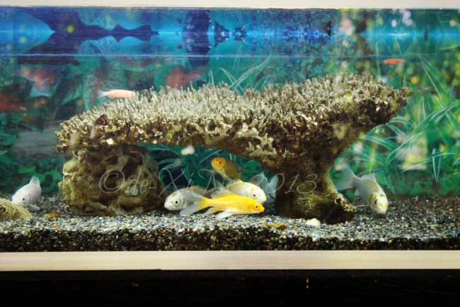 Secret Garden 2013 fish in the Secret Garden counter tank