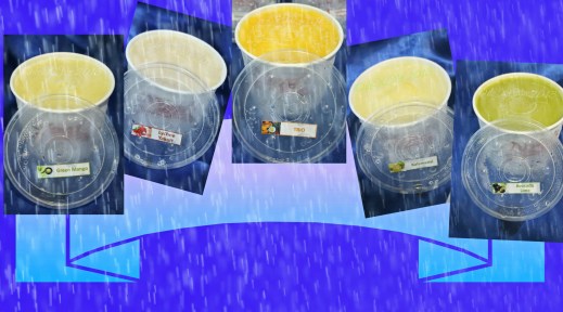 Nora's Homemade Sorbet 2013 Nora's Homemade Sorbet ready for eating