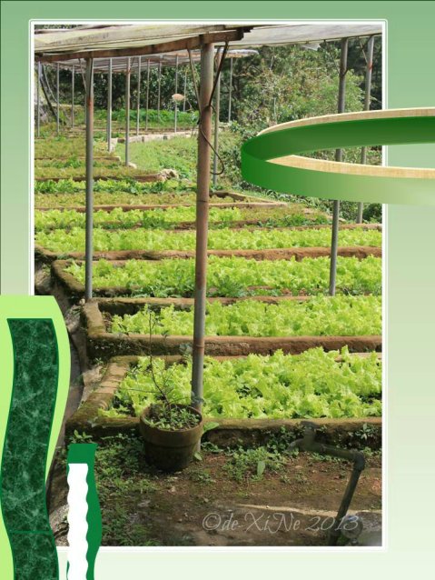 Eve's Garden lettuce field