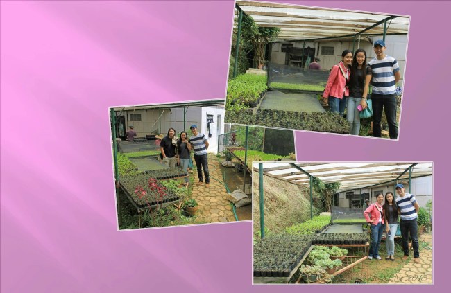 Eve's Garden inspecting the lettuce-lings