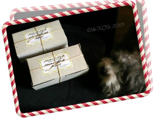 Aguinaya Baguio, Benguet cookies being inspected by my furry friend