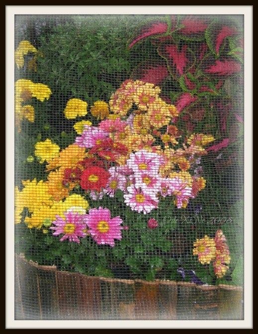 Panagbenga 2008 Session Road in Bloom