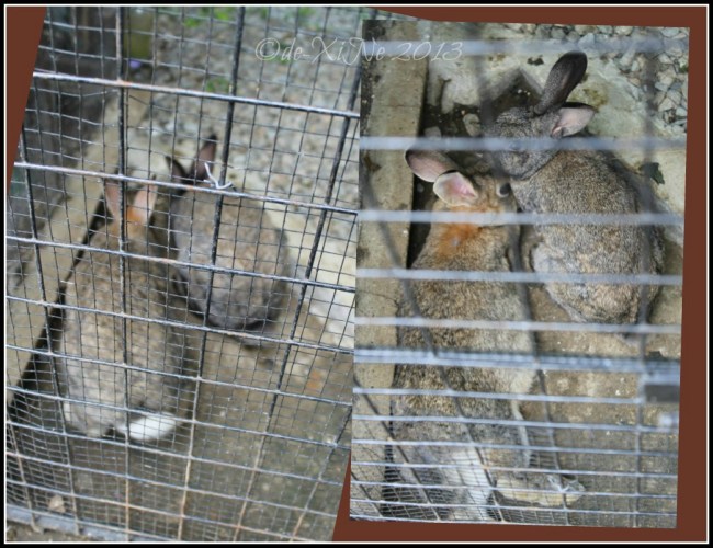 Mother's Garden and Cafe Baguio 2013 Mother's Garden and Cafe Baguio soft and cuddly rabbits