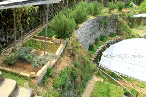  metro Baguio Masters Garden garden of herbs and veggies