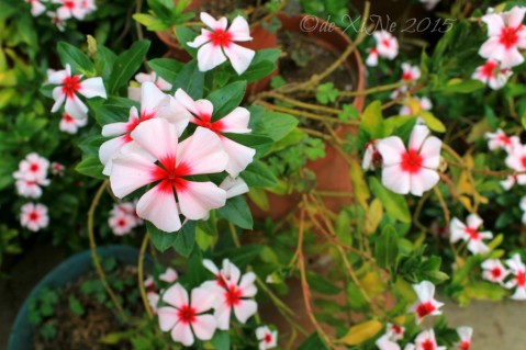 a couple potted flowering plants in metro Baguio Masters Garden 2015