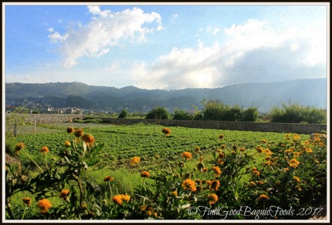 The lettuce field beside La Trinidad metro Baguio Yasuragi Japanese Cuisine 