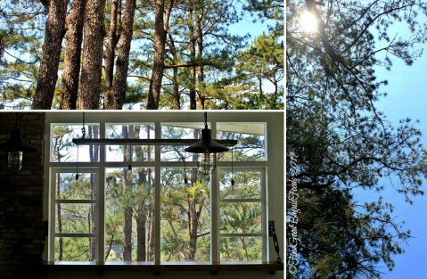 trees around Baguio Craft 1945 - Casa Marcos 2019